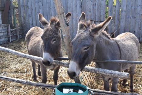 farma Feketić magarci