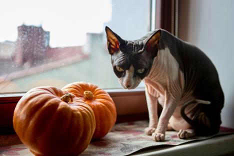 Sfinks mačka sedi na prozoru kraj bundeve