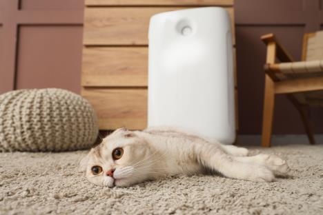 Škotska mačka preklopljenih ušiju leži na tepihu