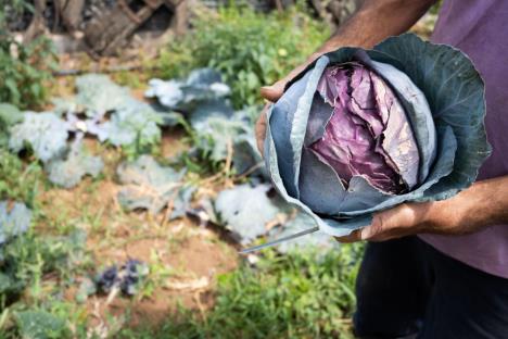 glavica kupusa u bašti