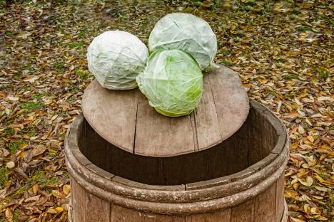 glavice kupusa na buretu spremne za zimnicu
