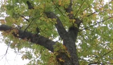 Vršački kesten Vasko Popa (3).png