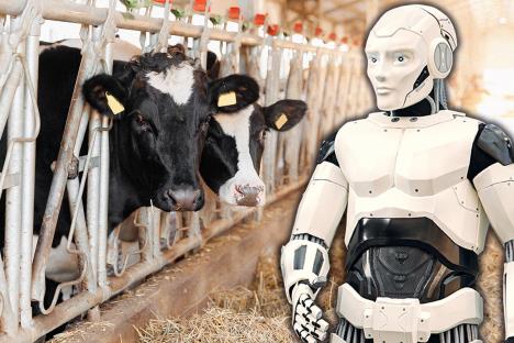 robot za krave