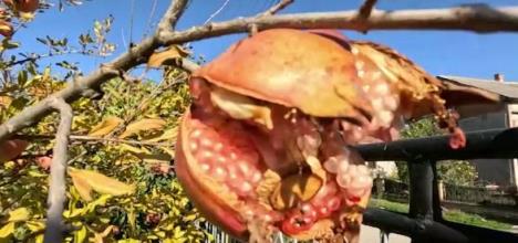 Nar na imanju Dejana Jakovljevića