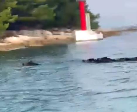 divlje svinje (1).png