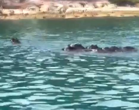 divlje svinje (2).png