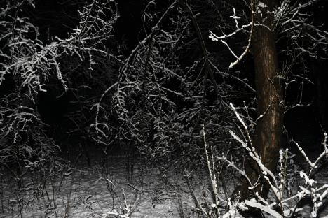 zima,šuma, sneg ,ilustracija