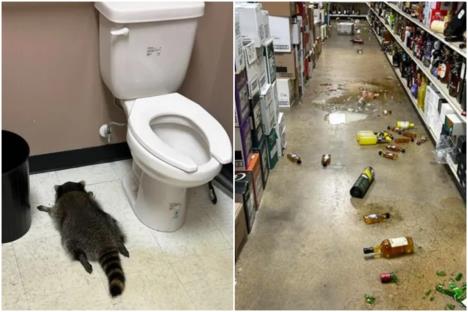 RAKUN UPAO U PRODAVNICU, PRONAŠLI GA PORED WC ŠOLJE OŠAMUĆENOG OD ALKOHOLA! Grabio je šta je stigao, a najviše mu se dopao viski (FOTO)
