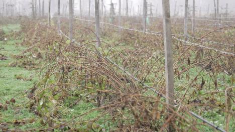 Berba ariljskih malinjaka  (5).jpg