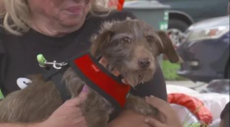 Nestali pas Čoko pronađen u Poljskoj.jpg