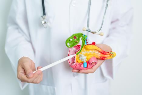 doktor u belom mantilu drži maketu pankreasa i pokazuje olovkom u pravcu žučnih kanala
