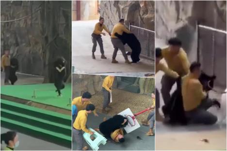 napad medveda u Kini