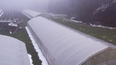 Berba malina u Arilju