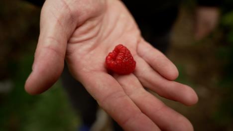 Berba malina u Arilju