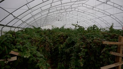 Berba malina u Arilju