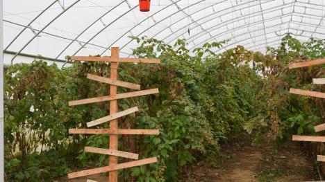 Berba malina u Arilju