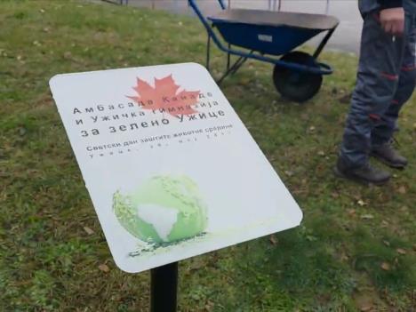 Svetlana Gavrilović kanadski crveni javor u Velikom parku