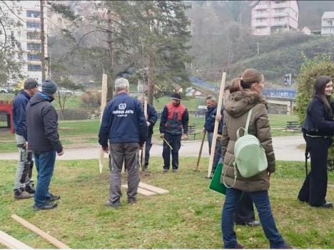 kanadski crveni javor u Velikom parku (2).jpg