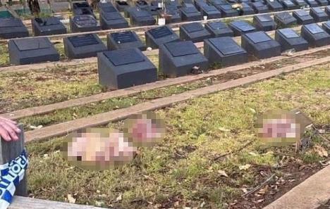 svinje glave muslimansko groblje