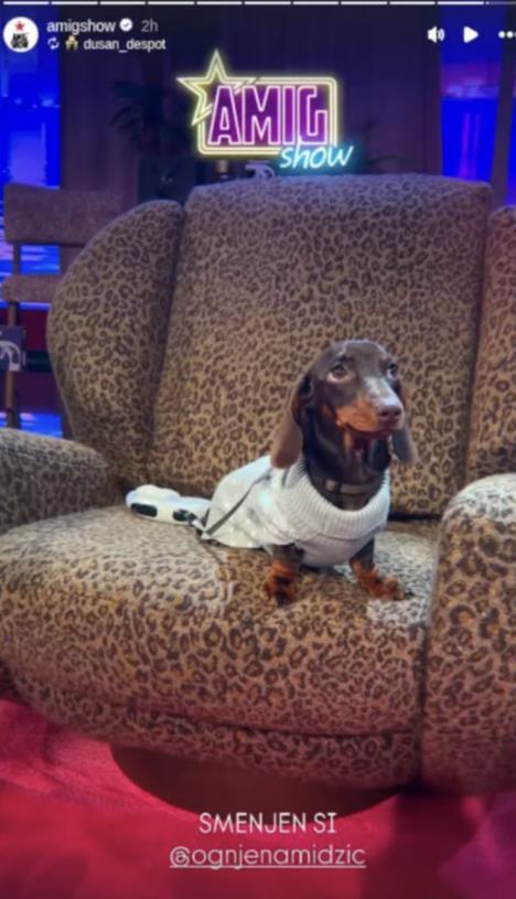 Ognjen Amidžić smenjen zbog psa