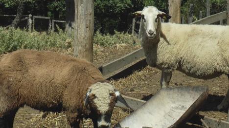 1765985777ljig-domacin-sa-sedam-godina-fotorina (5).jpg