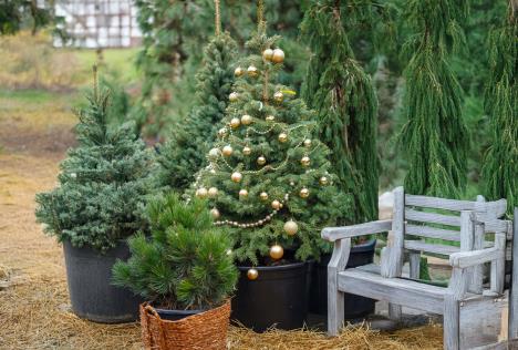 novogodišnja jelka sa busenom