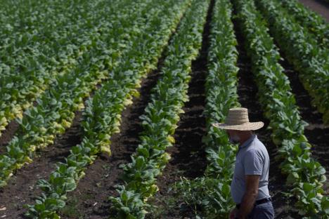 SZJ - Autor - Sasa Dzambic 1.jpg