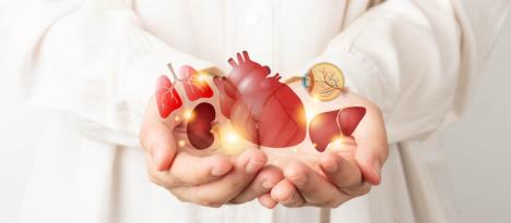 šake muškarca sa grafičkim prikazom organa koja se mogu transplantirati