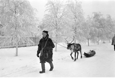 Laponac sa irvasima i sankama na ulici u Rovaniemiju, zima 1941/1942