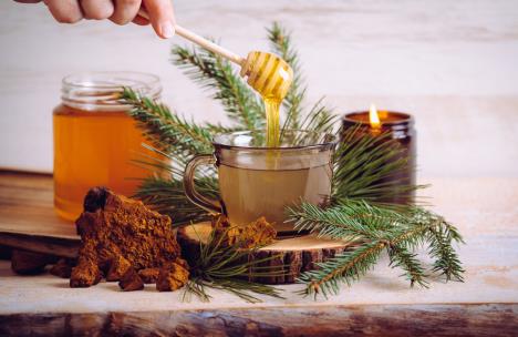 borove iglice med eterično ulje