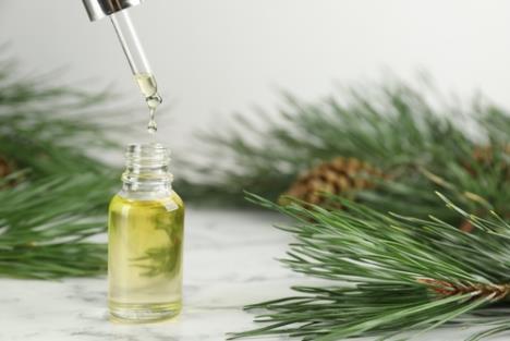 borove iglice med eterično ulje