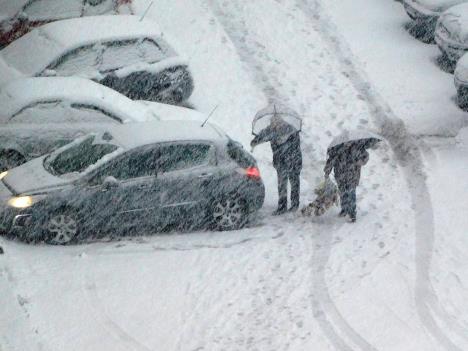 LOZNICA - Neko čisti kola, neko nosi badnjak