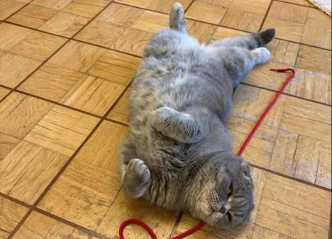 Mačak Barta de Vevera