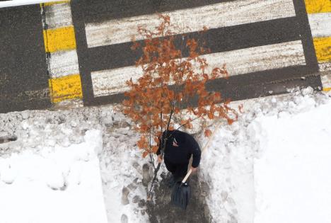 LOZNICA - Po badnjak po snegu.JPG