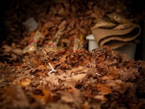 Badnji dan (17).jpeg