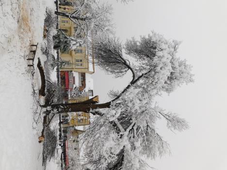 LOZNICA - Šteta i po gradskim parkovima.JPG