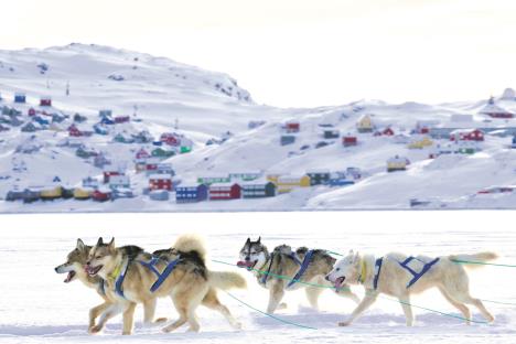 stock-photo-dog-sledding-near-tasiilaq-in-east-greenland-2601580555.jpg