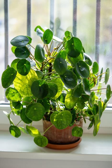 Kineski dolar, sobna biljka