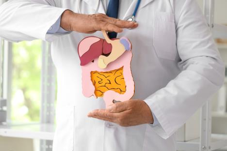 maketa creva i jetre koju drži doktor