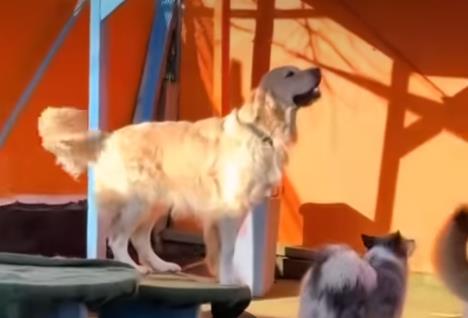 Zlatni retriver nanjušio omiljenu osobu pre nego što je stigla