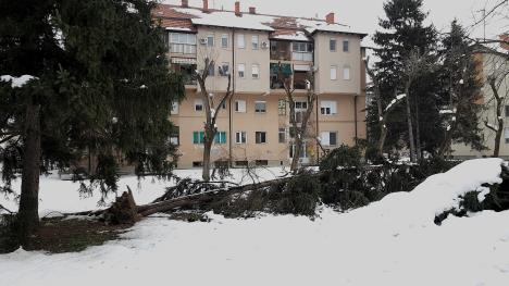 LOZNICA - Šteta po parkovima.jpg