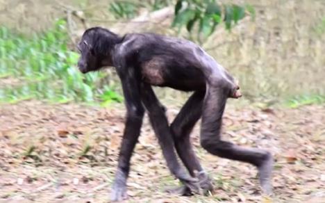 vunda-simpanza.jpg