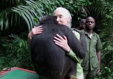 vunda-simpanza.jpg