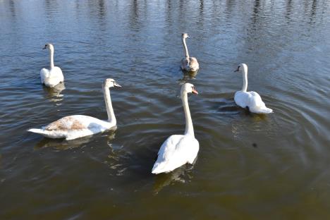 Labudovi foto s.u..JPG