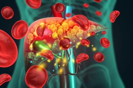 slikovit prikaz jetre u ljudskom telu
