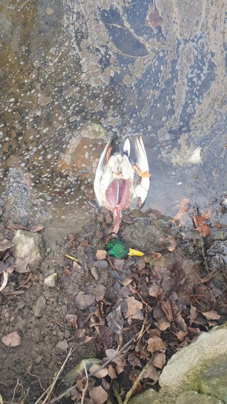 Foto DRF - Mrtva patka.jpg