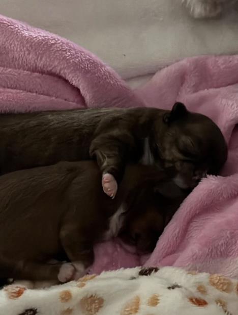 Slika zaslona 2026-01-29 u 18.53.45.jpg