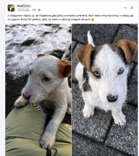 štene kuca Pančevci