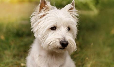 Škotski beli terijer na travi