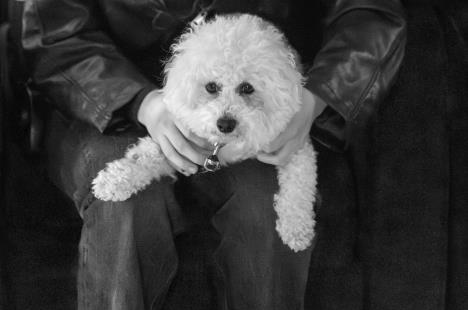 Kovrdžavi beli bišon u krilu čoveka